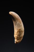 Prestigeobjekt "tabua", Fidji Inseln, Größe: H: 13,5 cm (H: 5.3 inch), ID: 3052362 - 2/3
