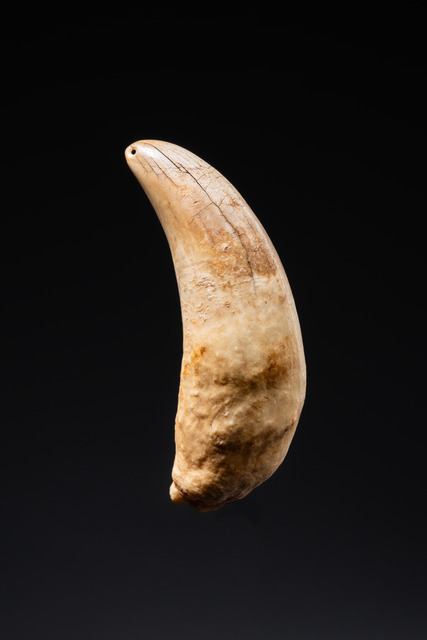 Prestigeobjekt "tabua", Fidji Inseln, Größe: H: 13,5 cm (H: 5.3 inch), ID: 3052362