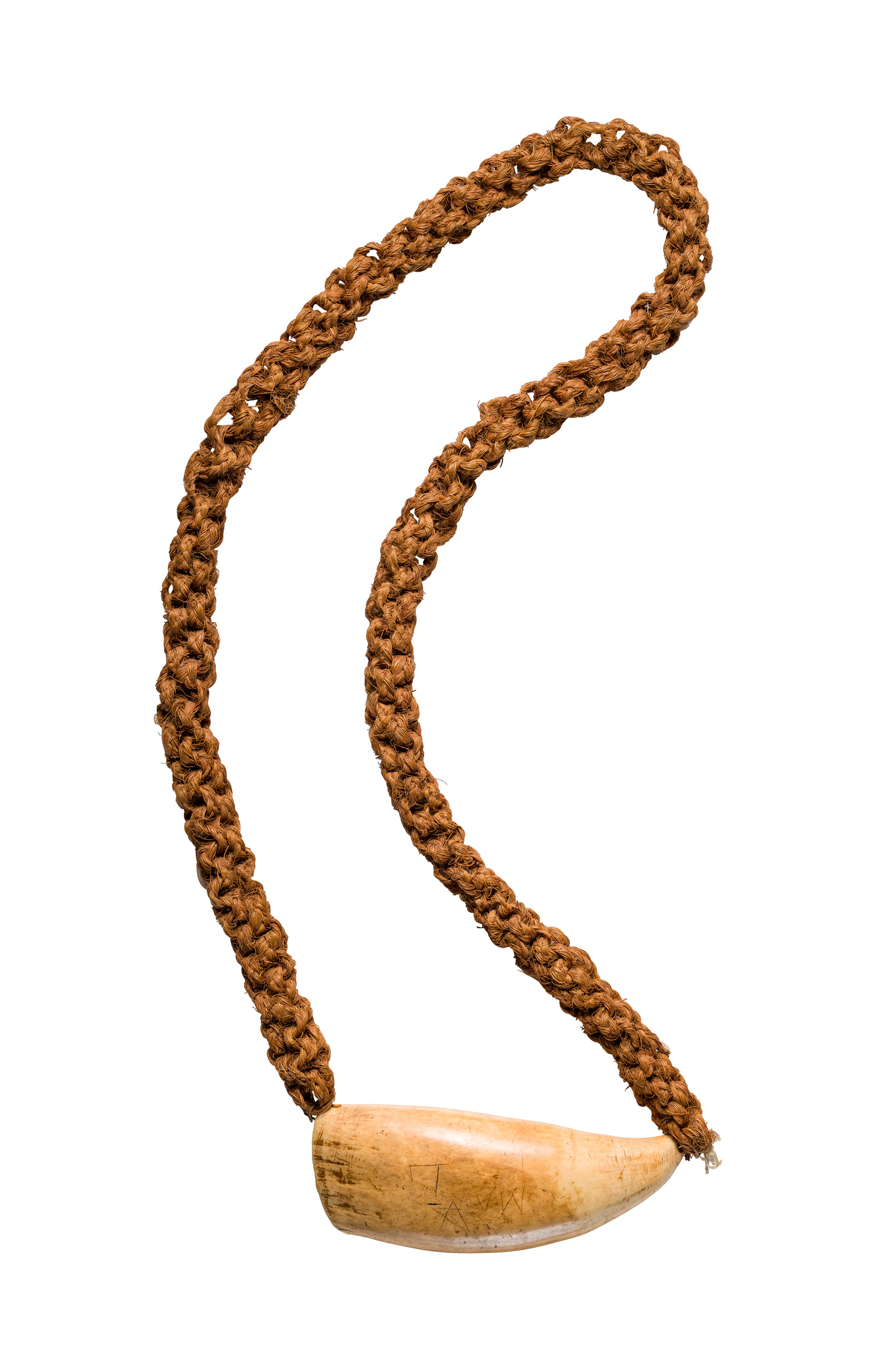 Prestigeobjekt "tabua", Ende 19. / Anfang 20. Jh., Fidschi Inseln, Größe: L: 17,4 cm (tooth) 110 cm (fibre string) (L: 6.9 inch (tooth) 43.3 inch (fibre string)), ID: 3053533