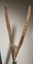 Large zoomorphic mask, Mali, Bamana, Size: H: 169 cm (H: 66.5 inch), ID: 3053597 - 3/3